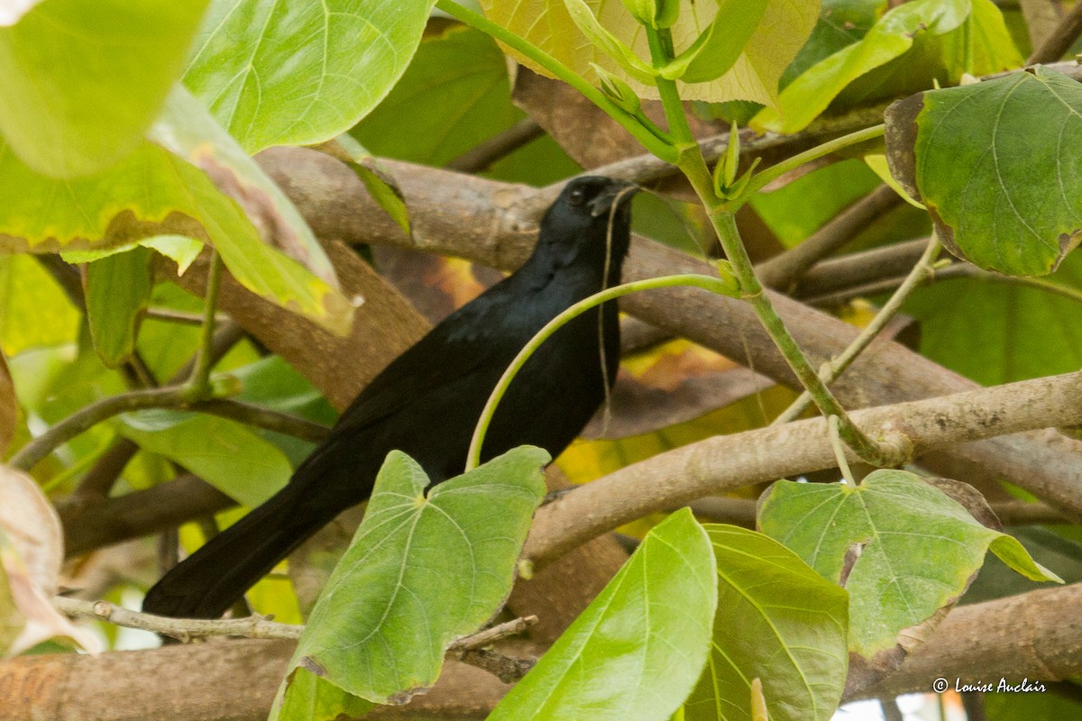 Scrub Blackbird - ML645575638