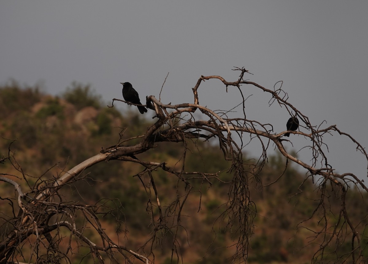 Austral Blackbird - ML645575642