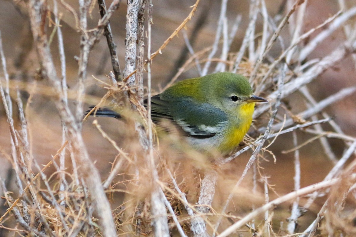Northern Parula - ML645575644