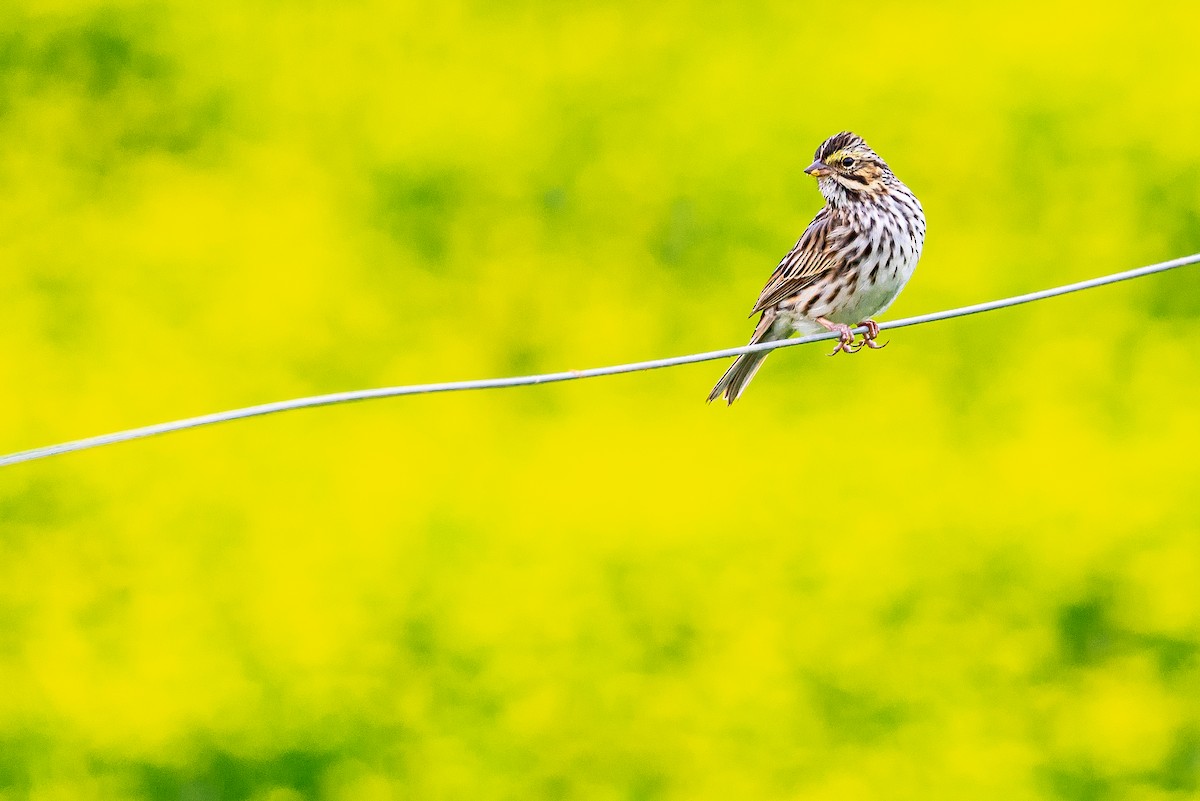 Savannah Sparrow - ML645575664