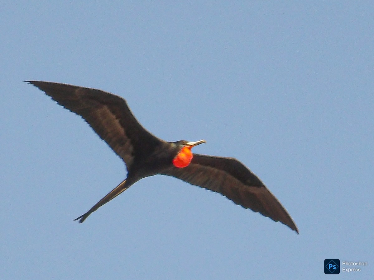 Magnificent Frigatebird - ML645575680