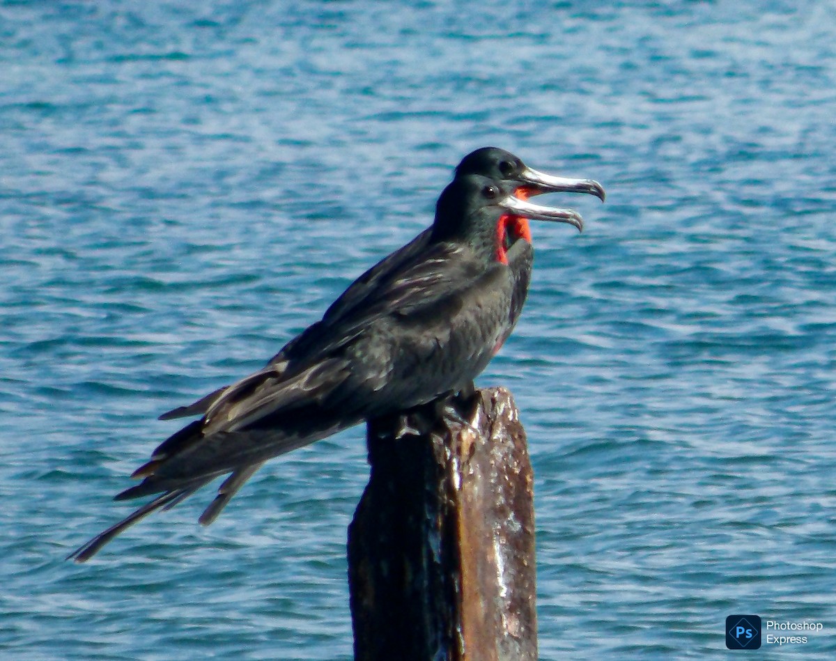 Magnificent Frigatebird - ML645575681
