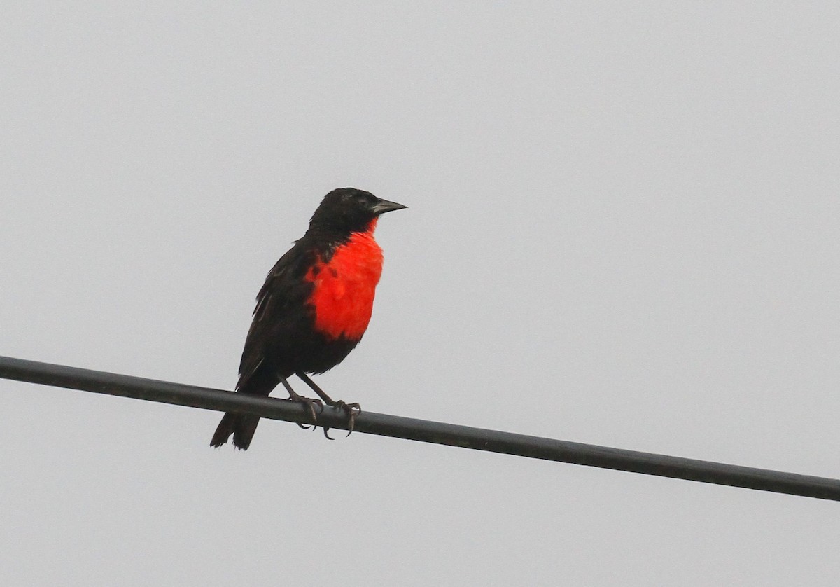 Red-breasted Meadowlark - ML645575682