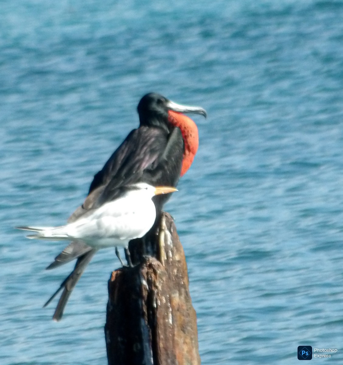 Magnificent Frigatebird - ML645575683