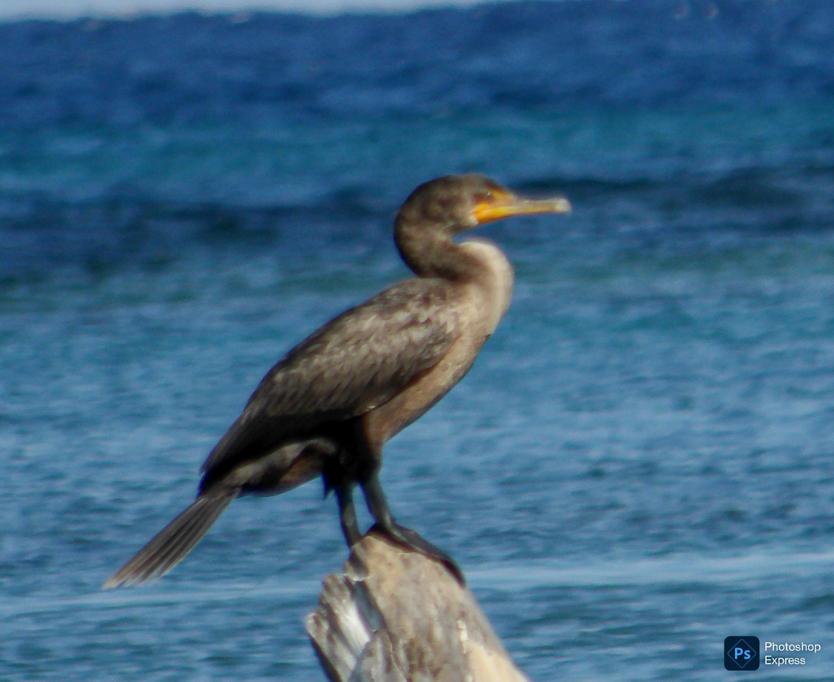 Double-crested Cormorant - ML645575687