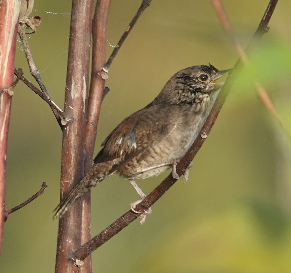 Northern House Wren - ML645575705