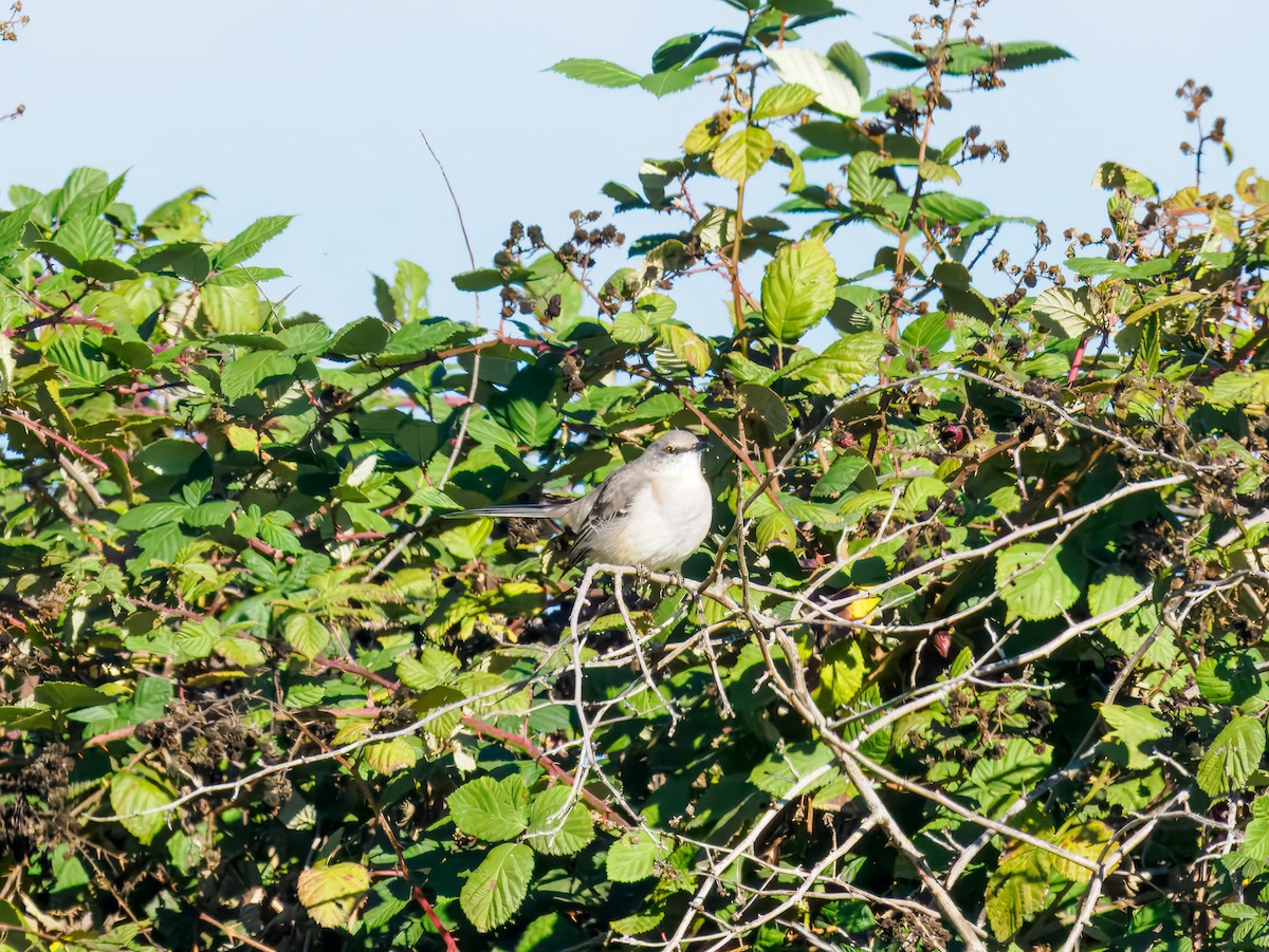 Northern Mockingbird - ML645575708