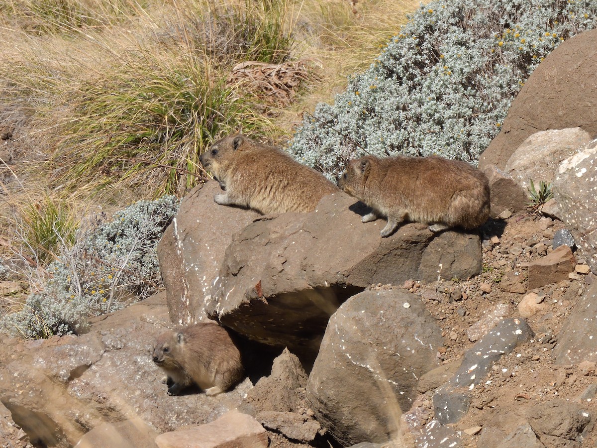 Rock Hyrax - ML645575719