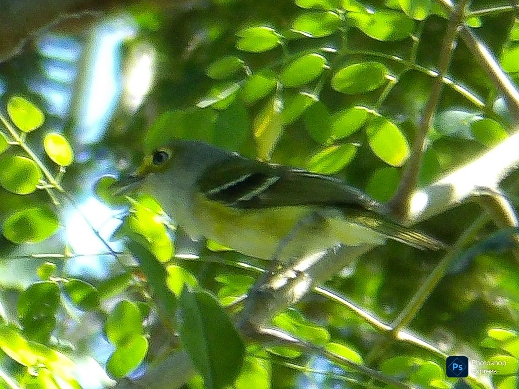 White-eyed Vireo - ML645575721