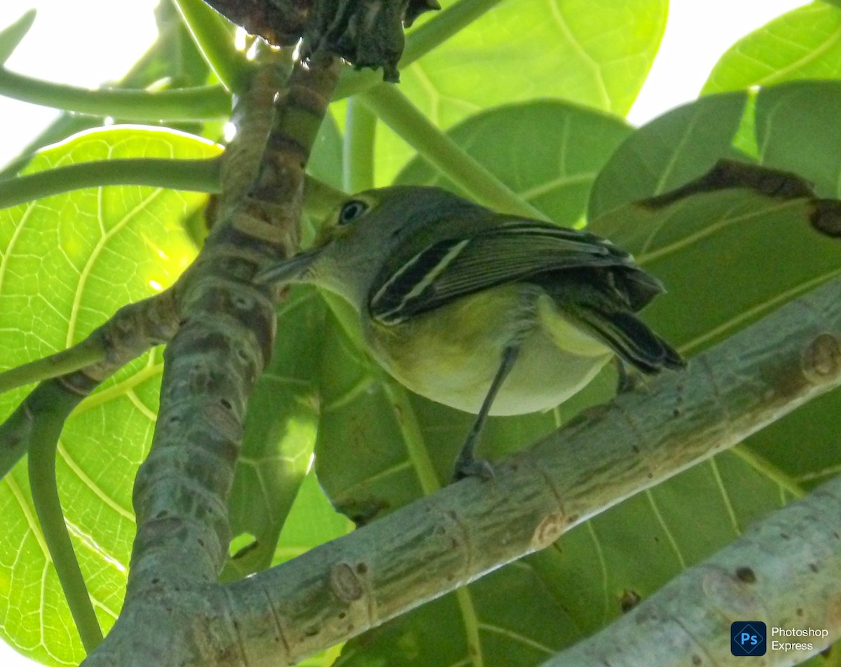 ויראו לבן-עין - ML645575722