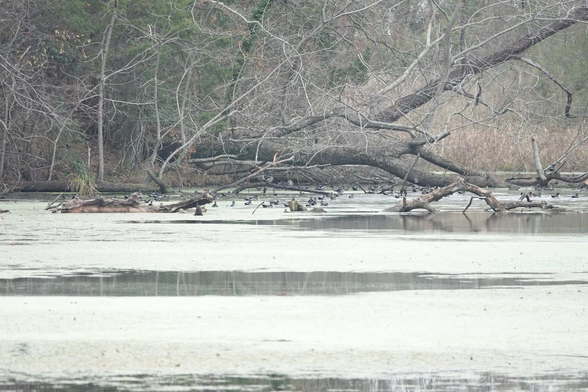 Wood Duck - ML645575728