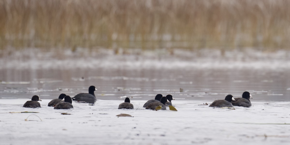 Focha Americana - ML645575729