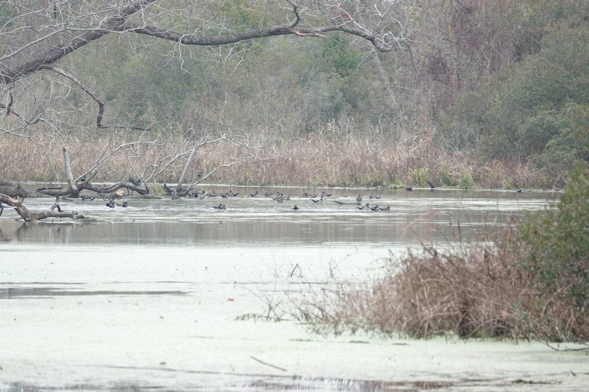 Wood Duck - ML645575733