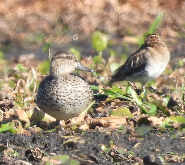 ミカヅキシマアジ - ML645575734