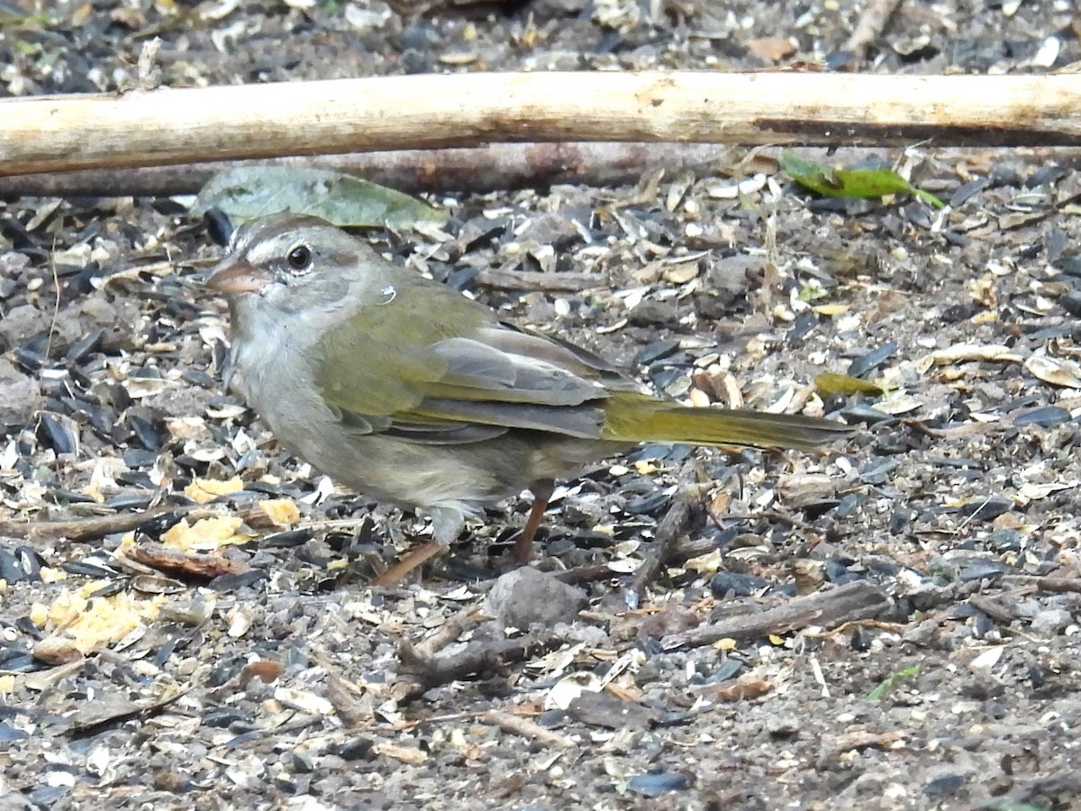 Olive Sparrow - ML645575735