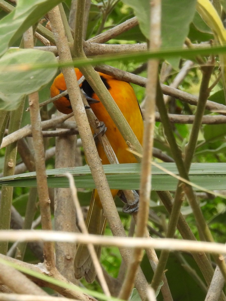 Altamira Oriole - ML645575738