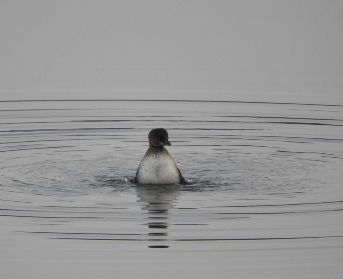 Pied-billed Grebe - ML645575754