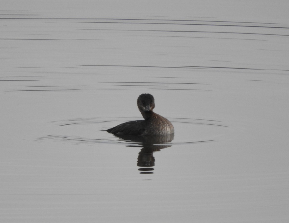 Pied-billed Grebe - ML645575756