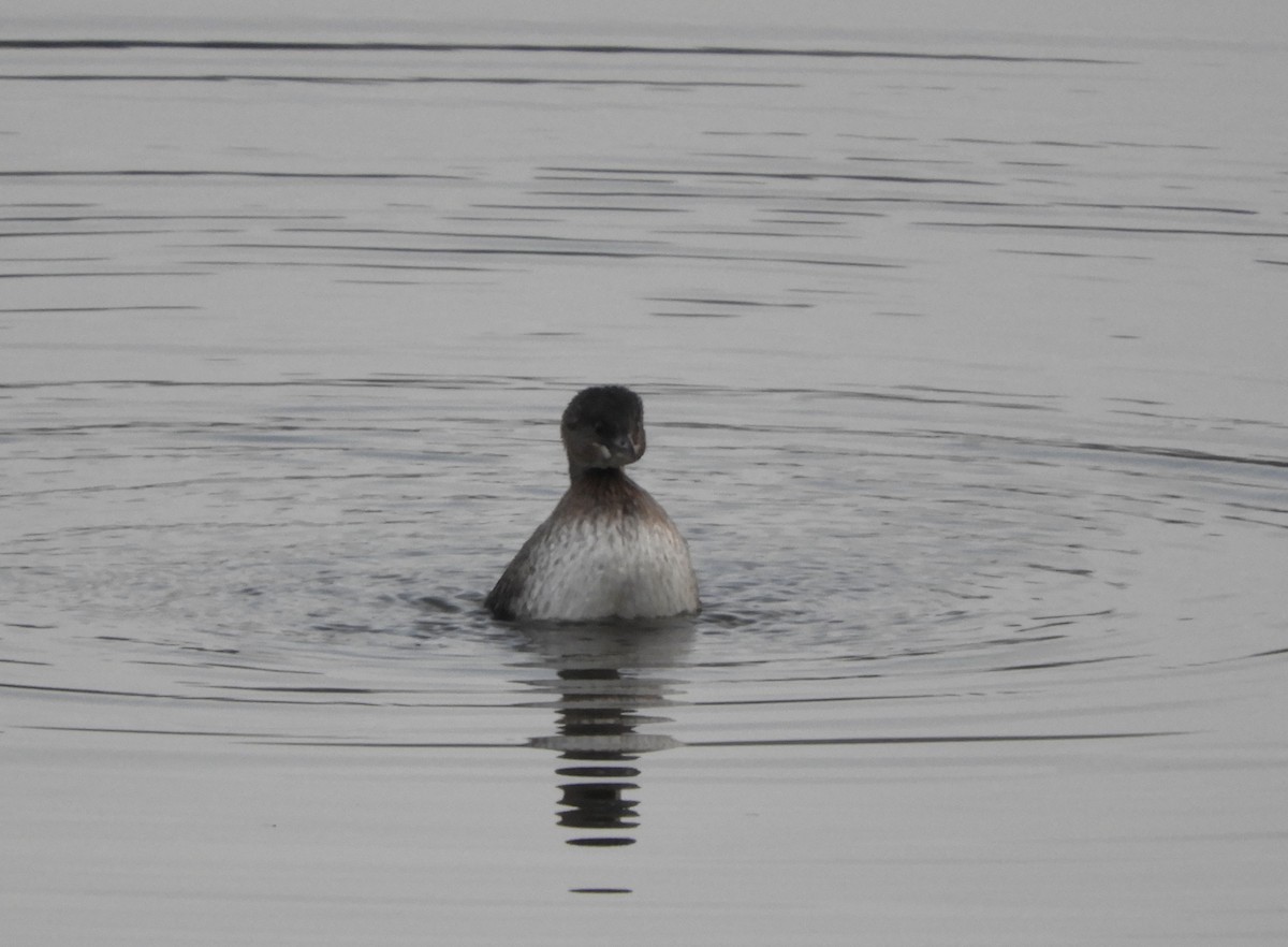Pied-billed Grebe - ML645575757