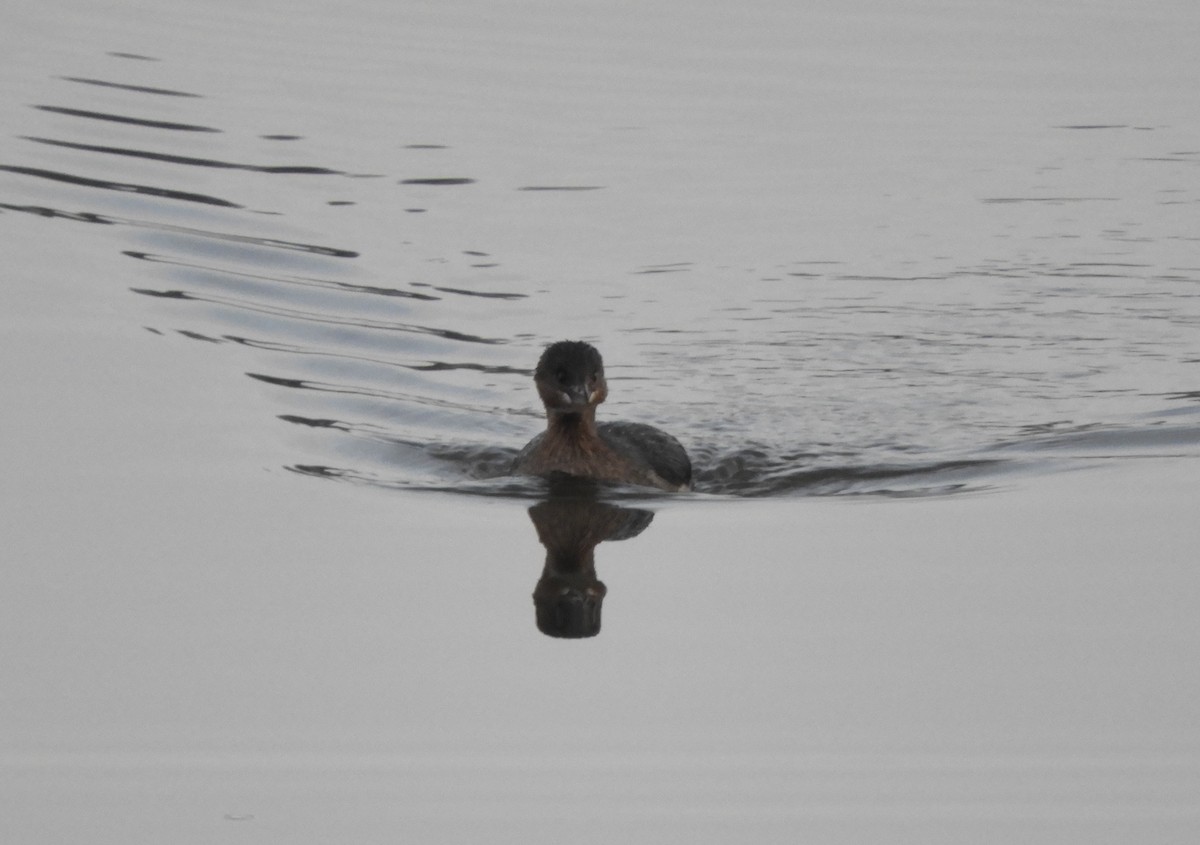 Pied-billed Grebe - ML645575758