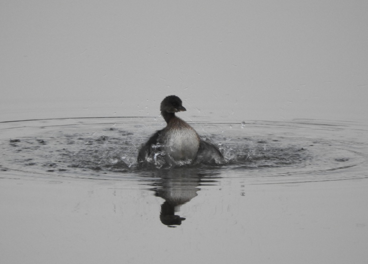 Pied-billed Grebe - ML645575759
