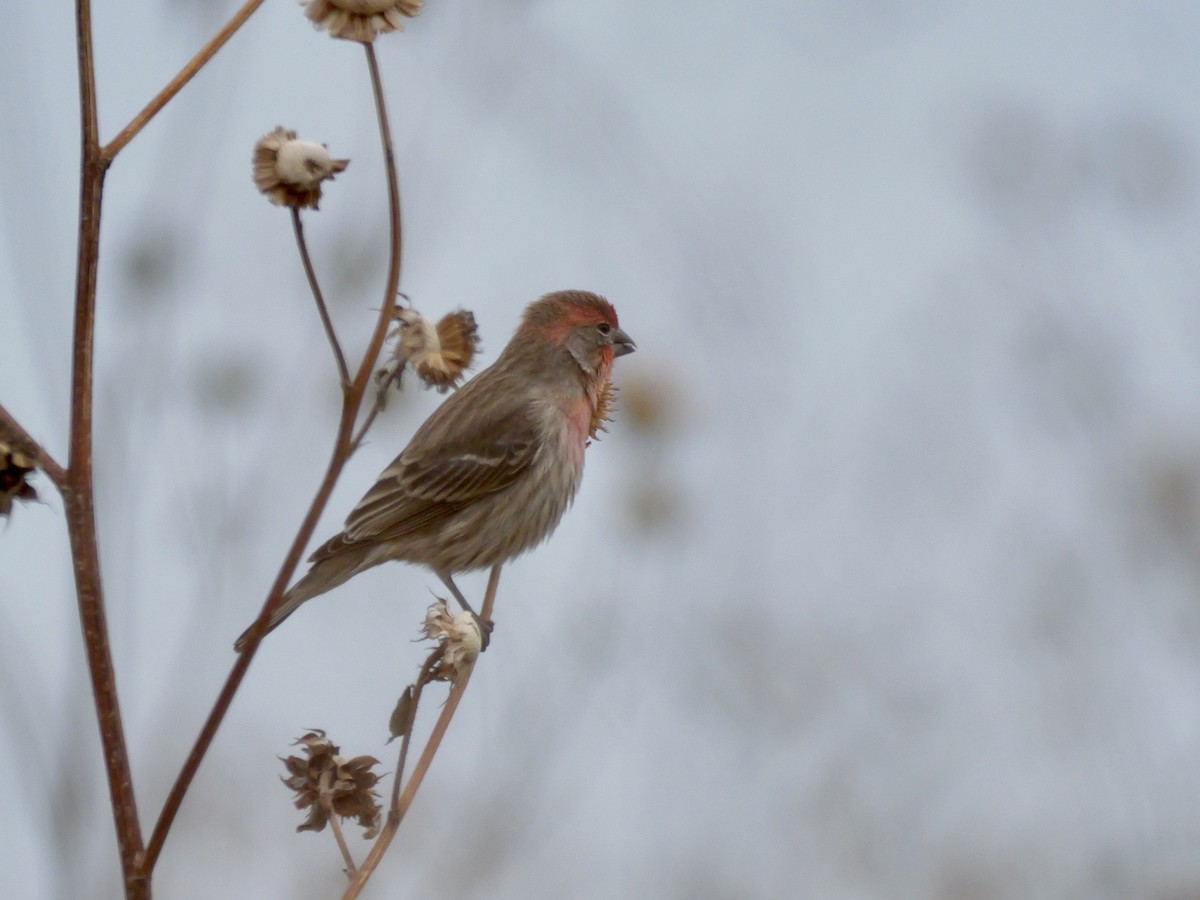 House Finch - ML645575774