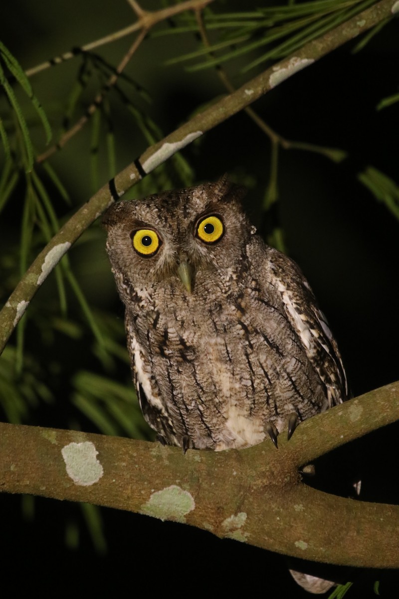 výreček pacifický - ML645575778