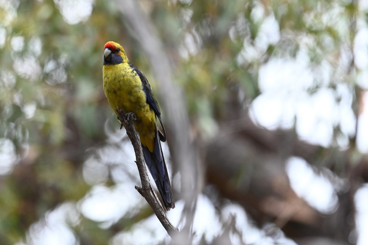 Green Rosella - ML645575801