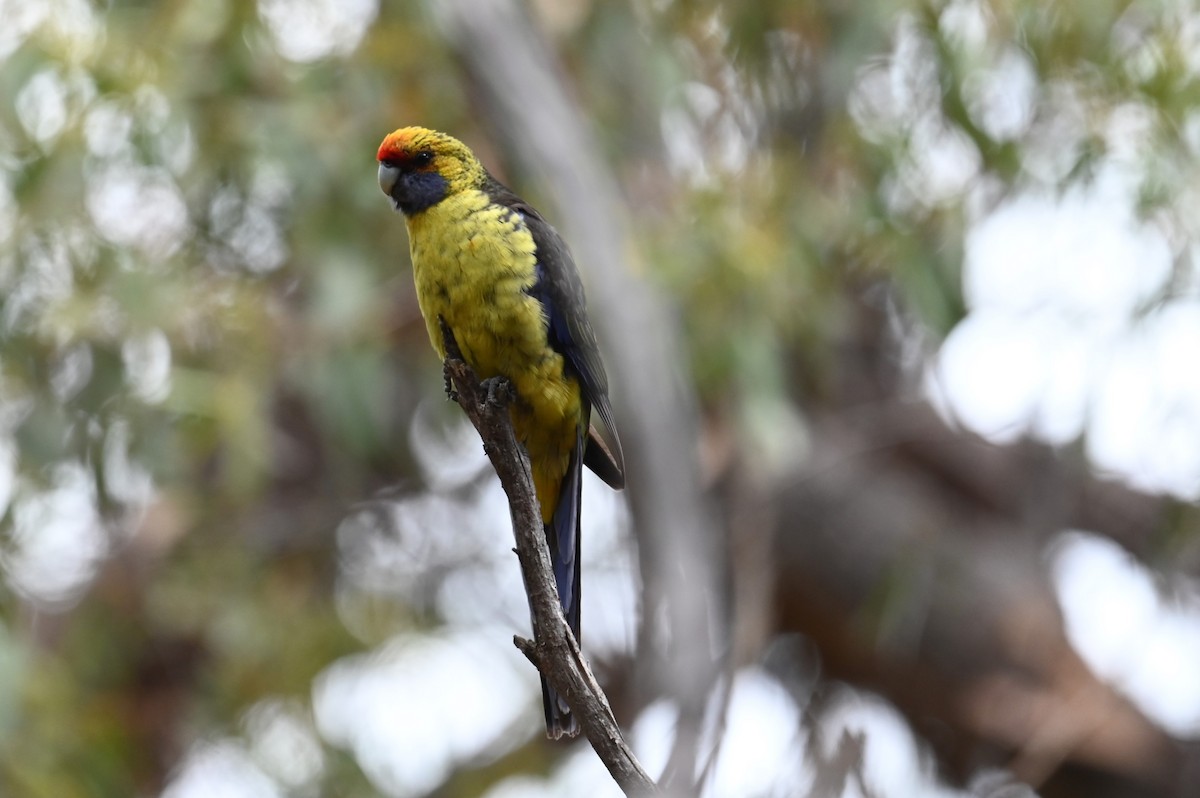 Green Rosella - ML645575802