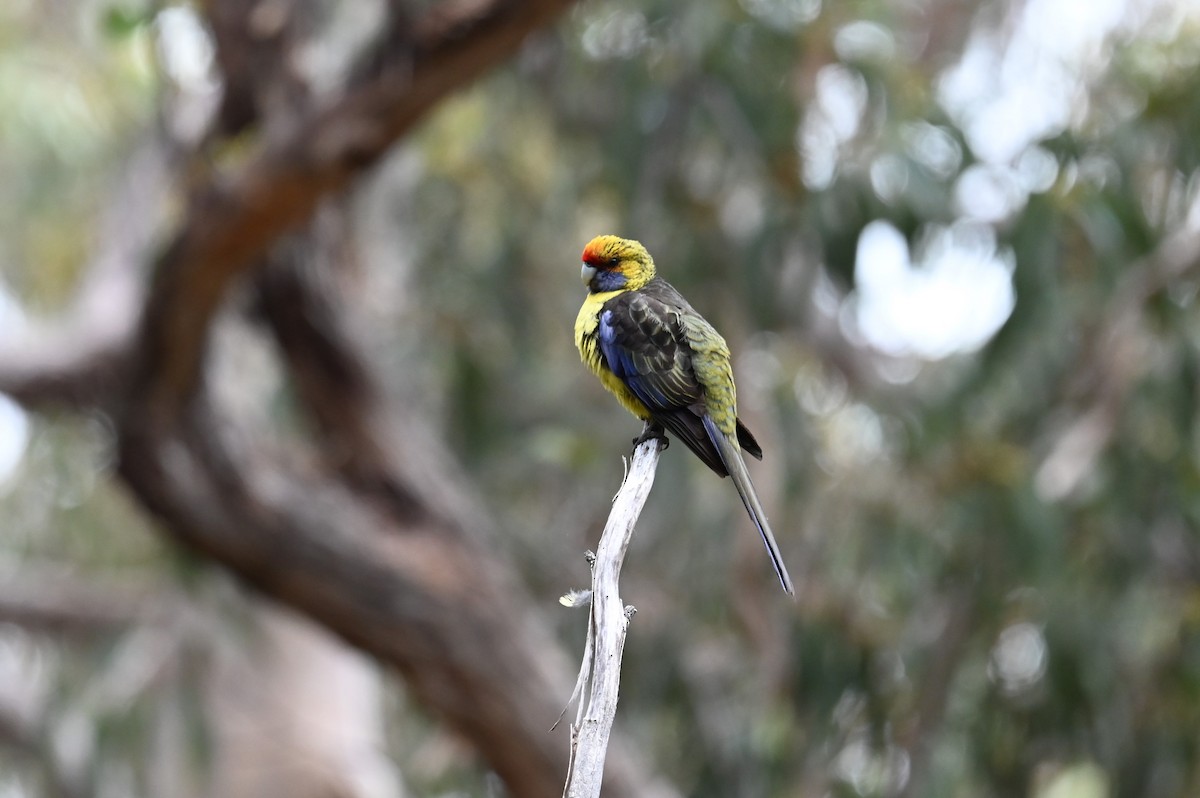 Green Rosella - ML645575803