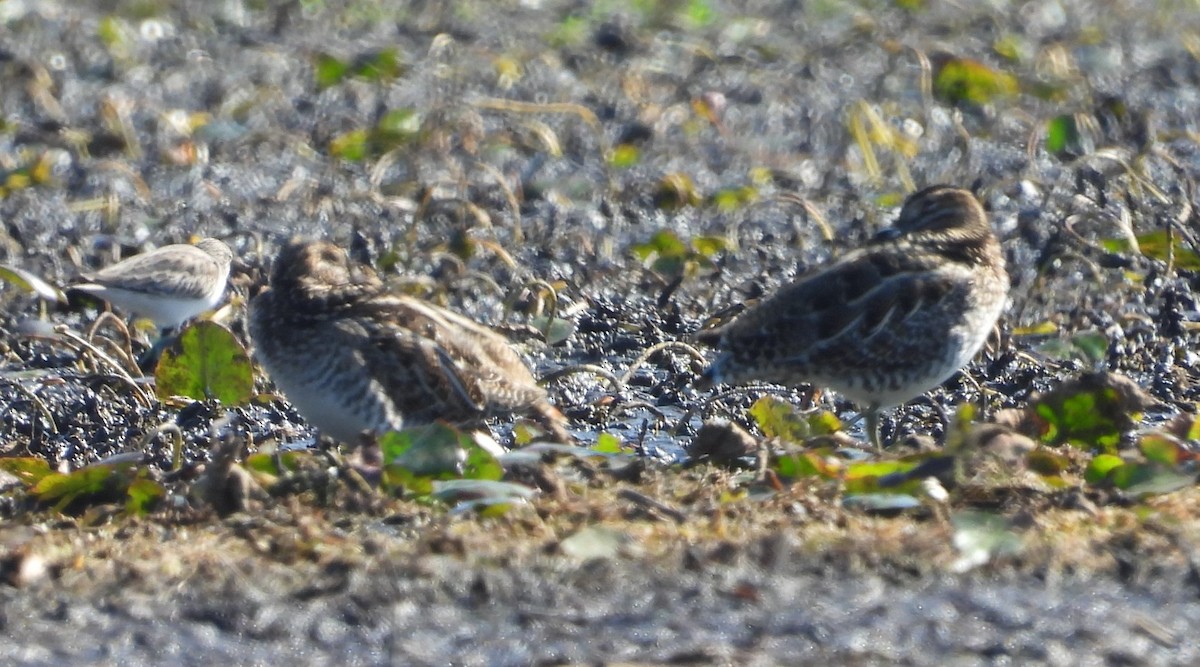 Wilson's Snipe - ML645575812