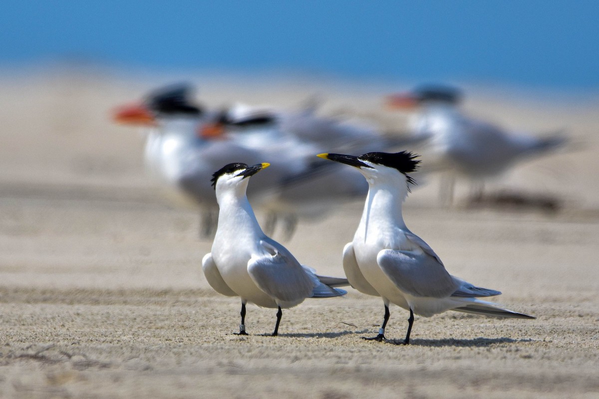 Sandwich Tern - ML645575813