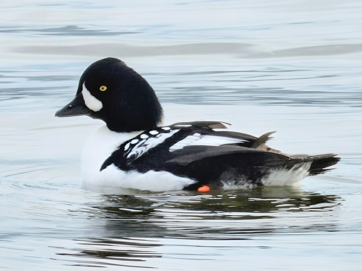 Barrow's Goldeneye - ML645575814