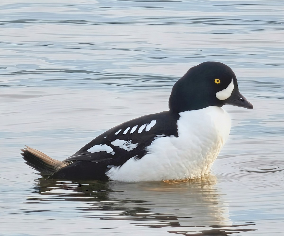 Barrow's Goldeneye - ML645575815
