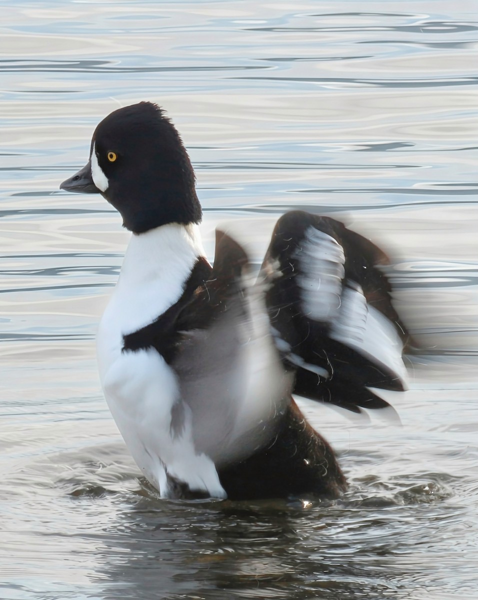 Barrow's Goldeneye - ML645575816