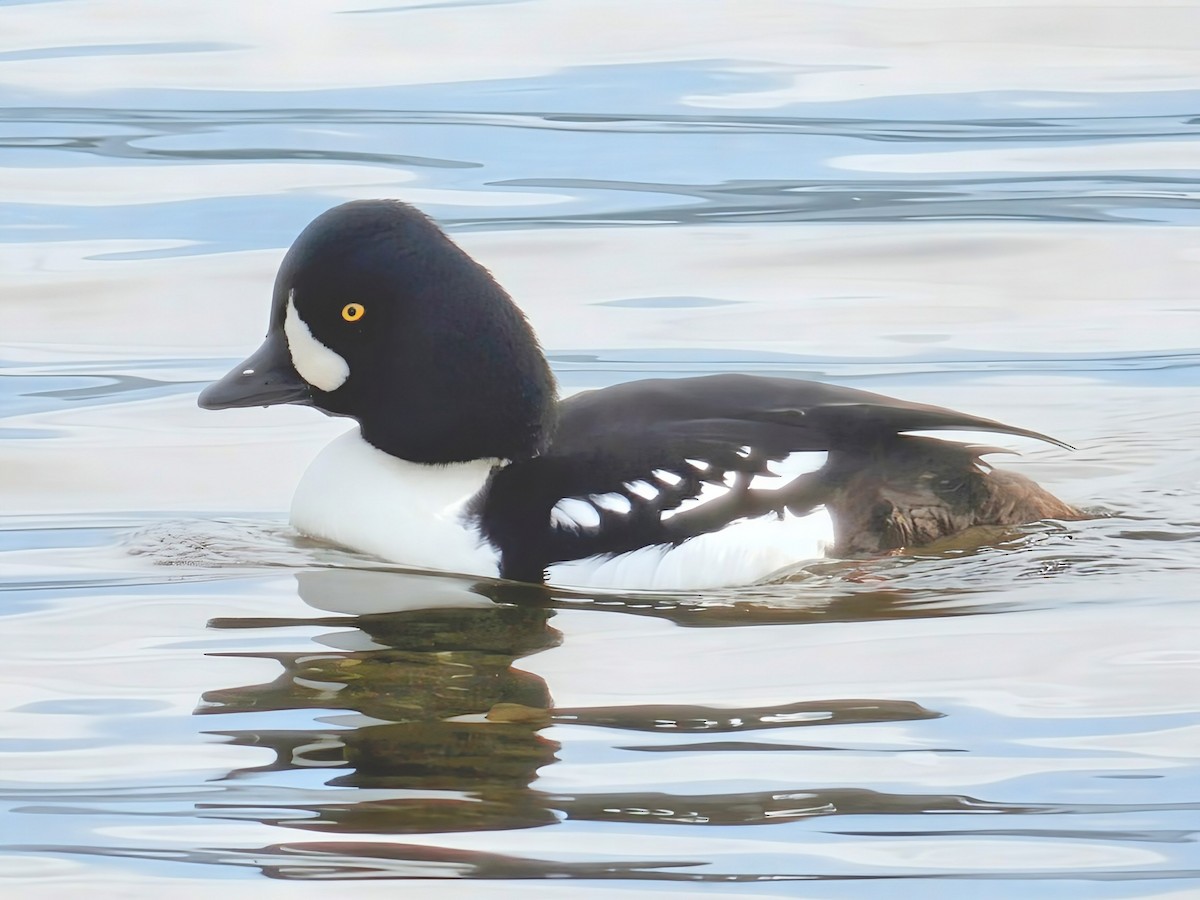 Barrow's Goldeneye - ML645575817