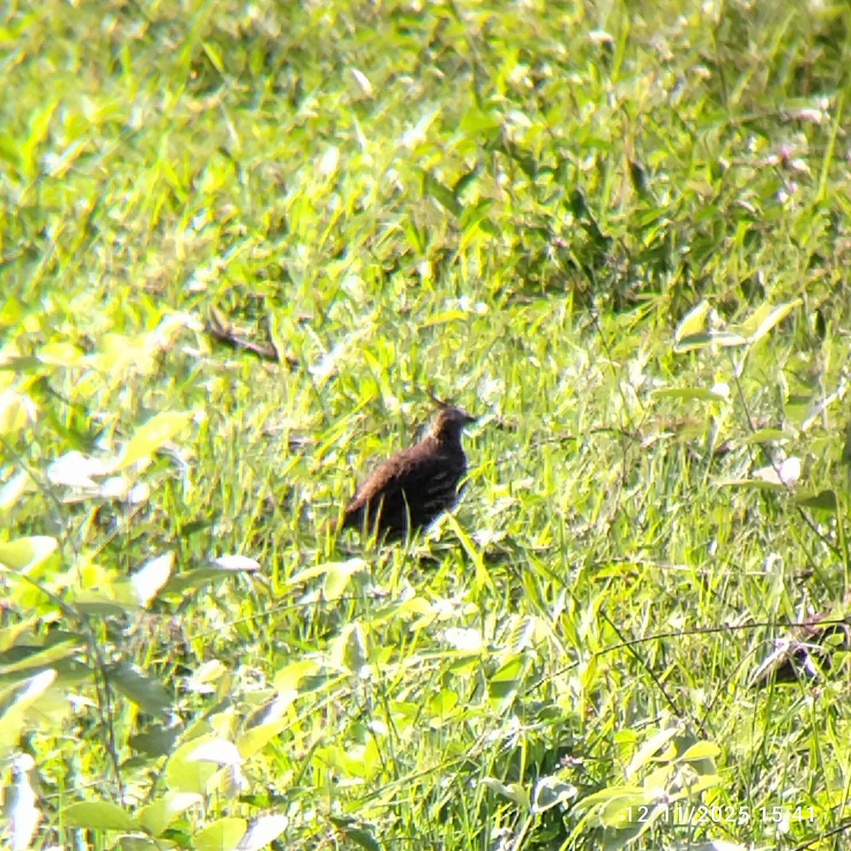 Crested Bobwhite - ML645575862