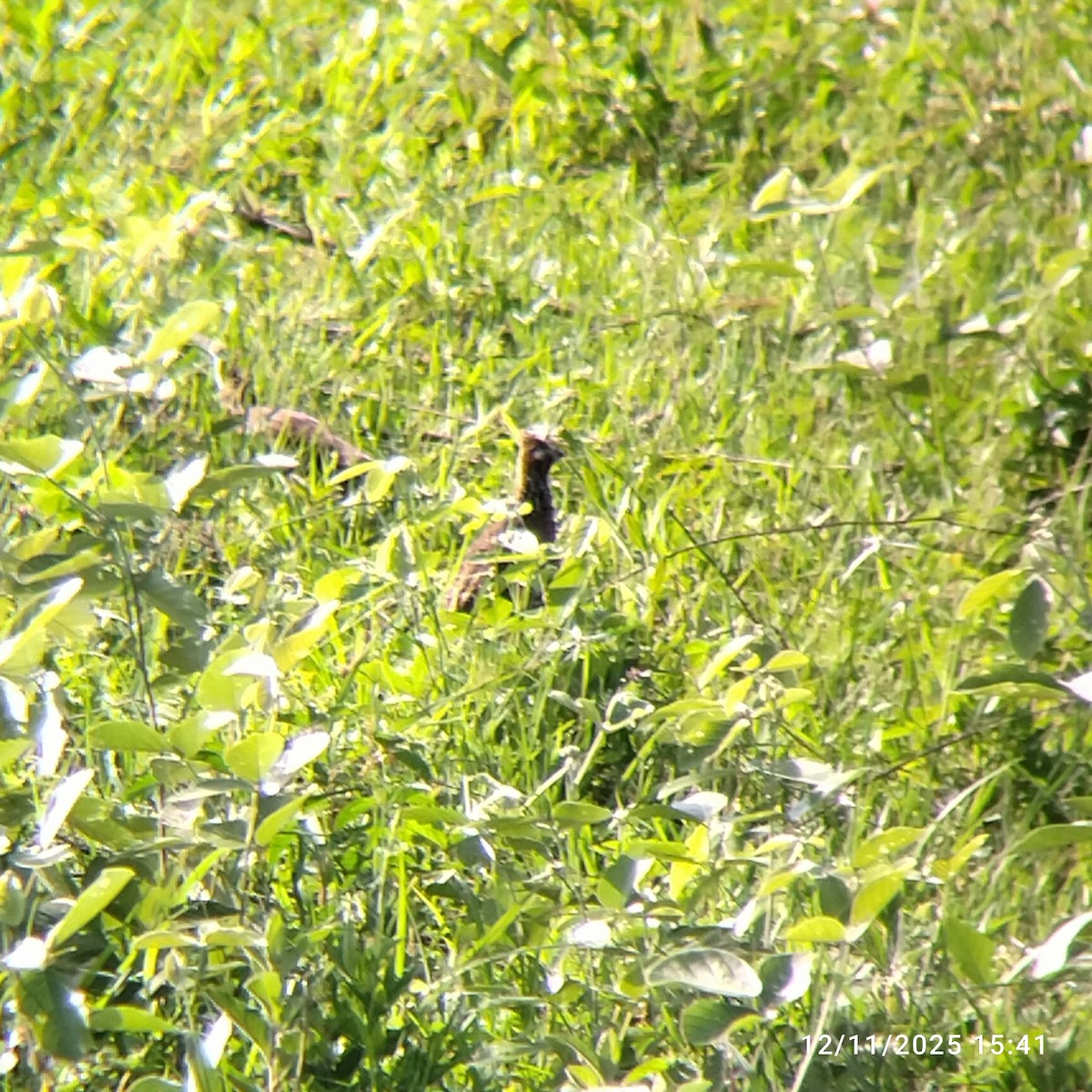 Crested Bobwhite - ML645575863