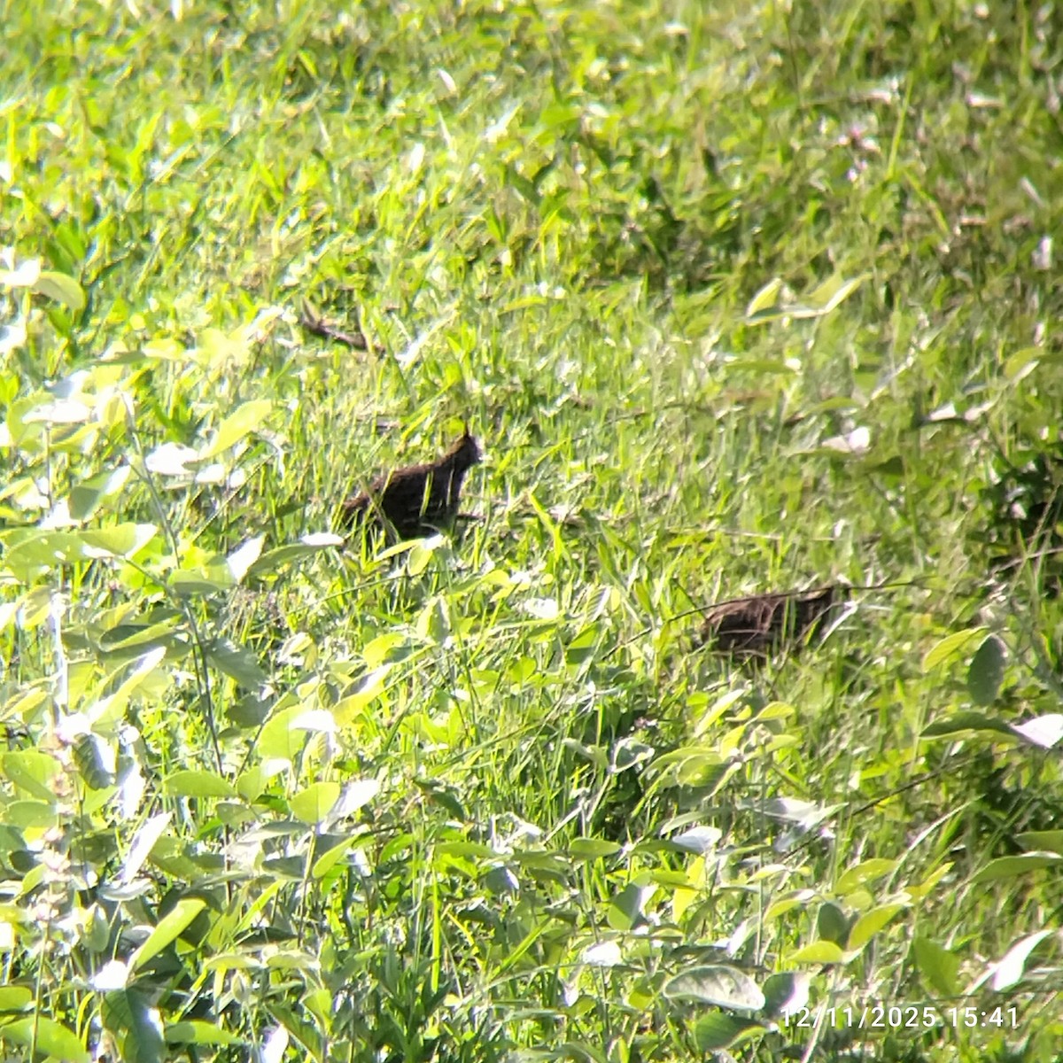 Crested Bobwhite - ML645575870