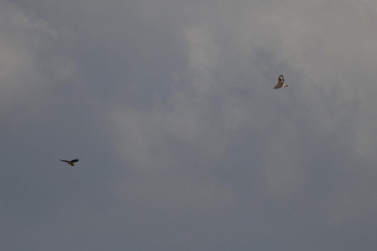 Ferruginous Hawk - ML645575885