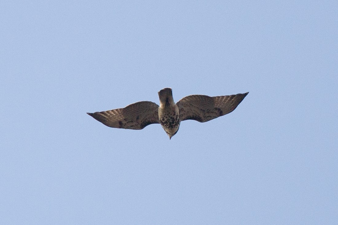 Red-tailed Hawk - ML645575886