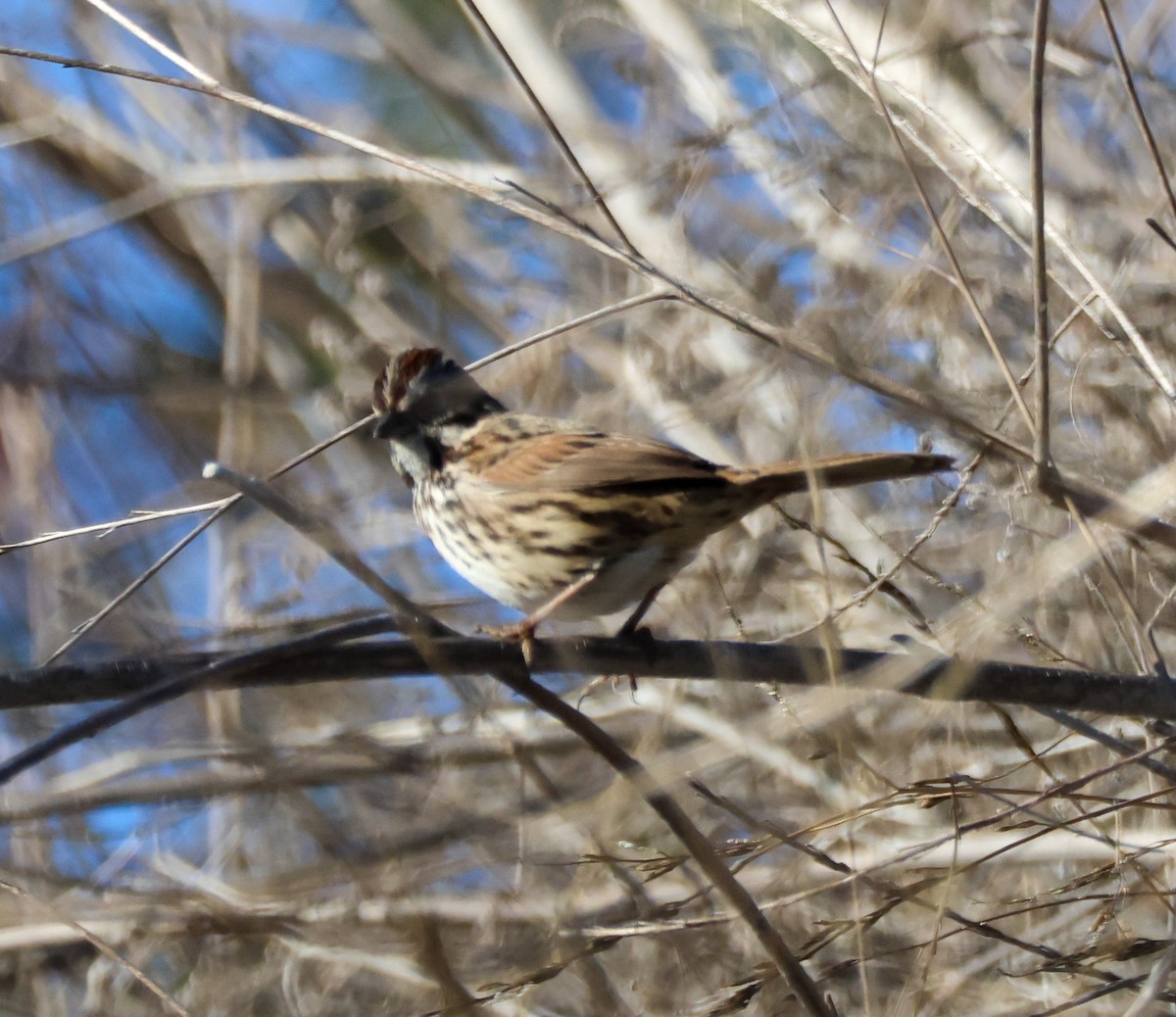 Song Sparrow - ML645575888