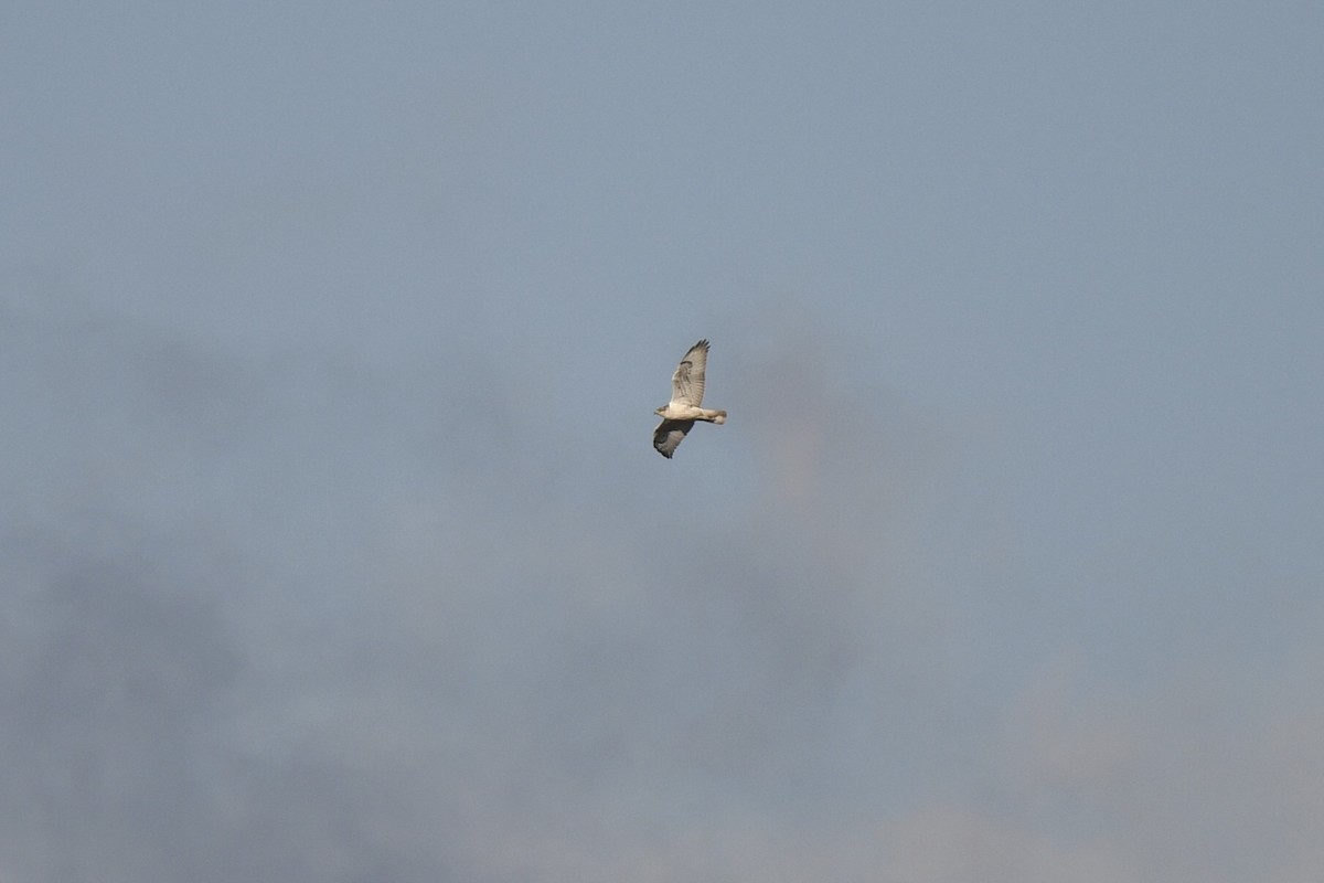 Ferruginous Hawk - ML645575891