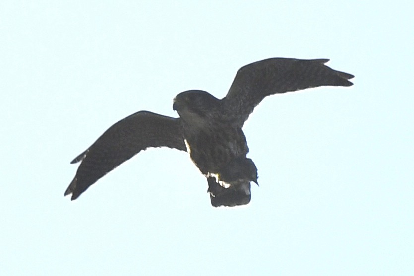 Merlin - ML645575899