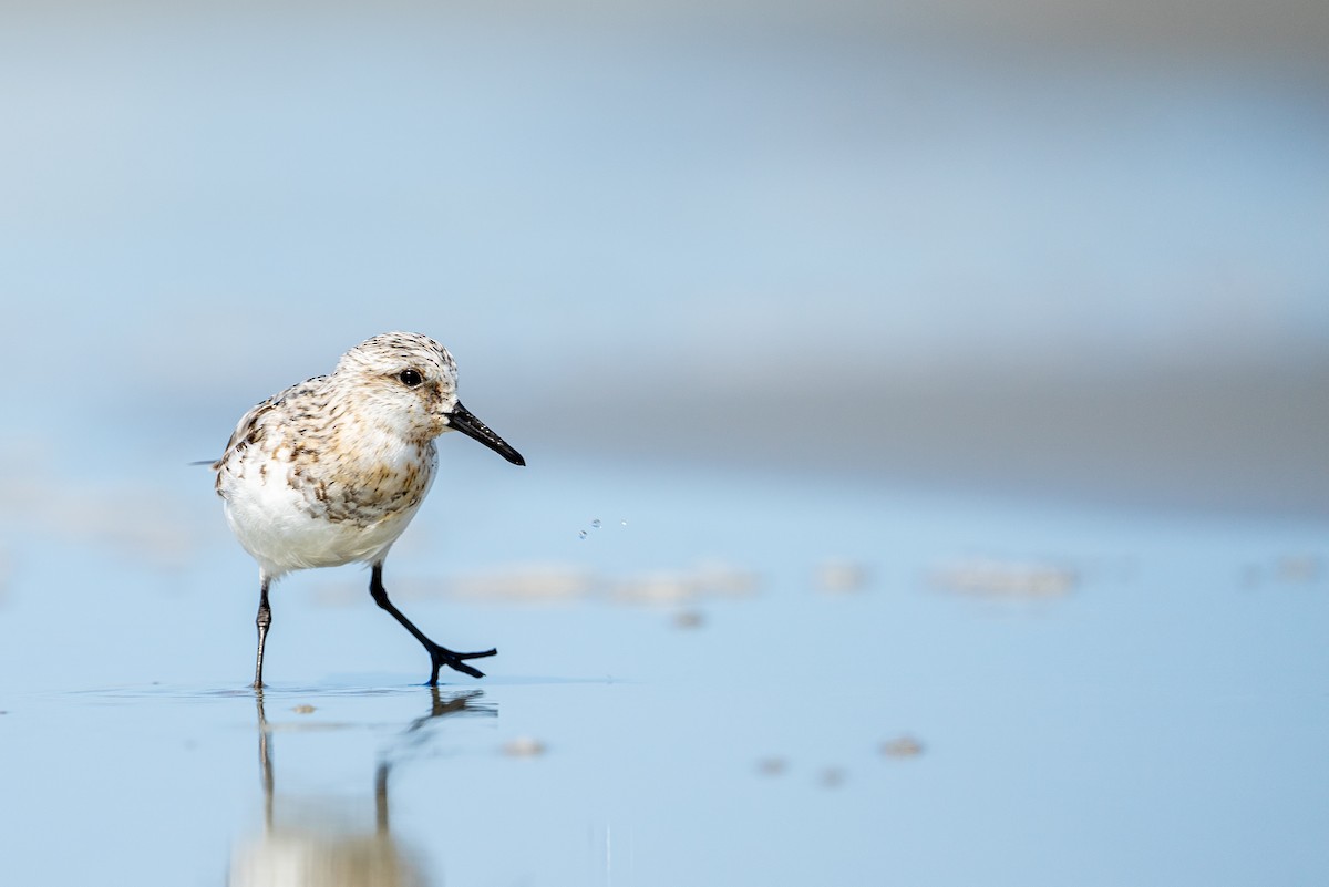 Sanderling - ML645575905