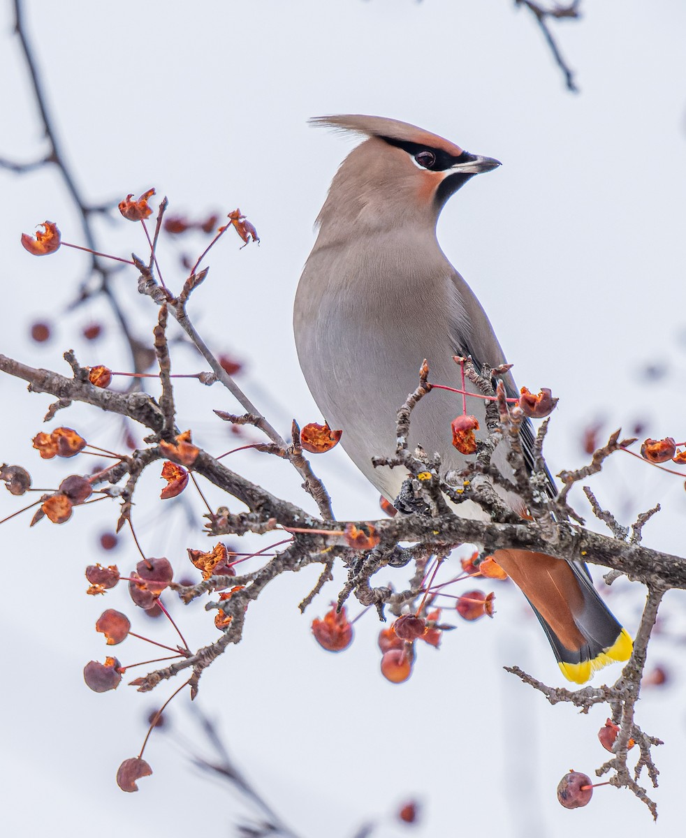 Bohemian Waxwing - ML645575907