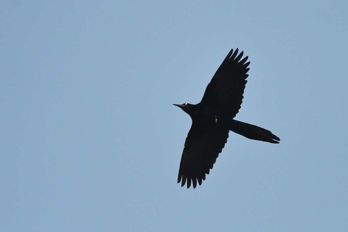 Great-tailed Grackle - ML645575924