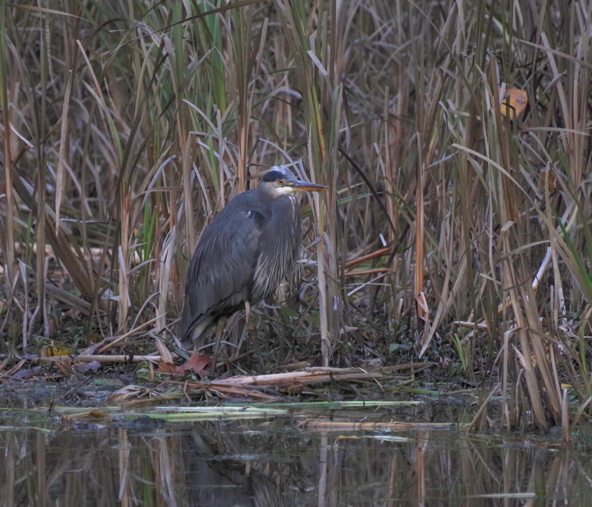 Great Blue Heron - ML645575940