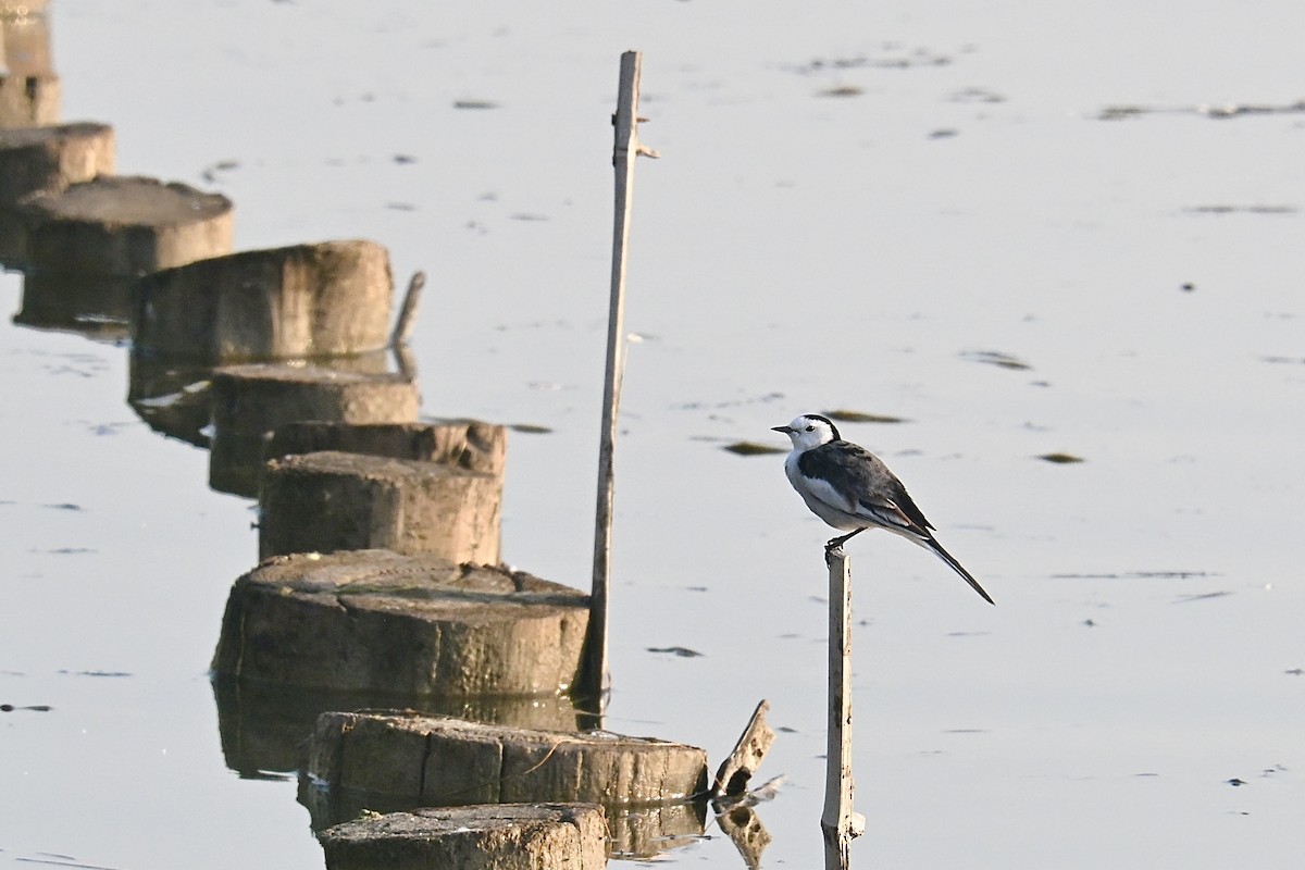 White Wagtail (Chinese) - ML645575949