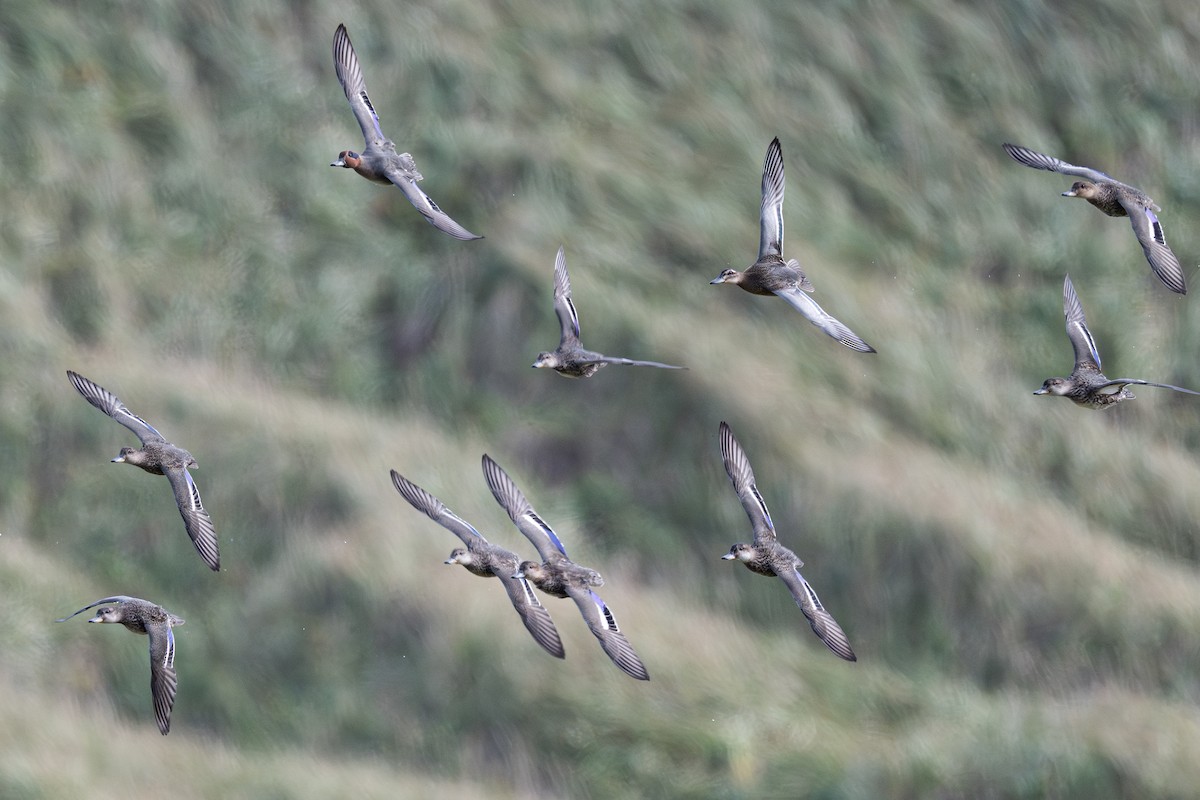 Garganey - ML645575950